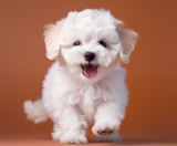 Poochon Puppies For Sale Florida Fur Babies
